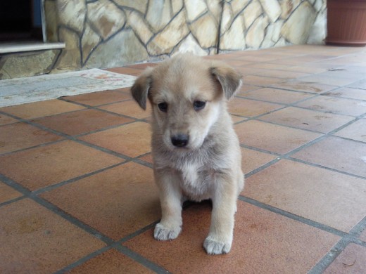 Esta perrita se llama Lola y es la recien llagada a la familia. Se trata de un cruce entre pastor aleman y labrador.